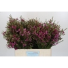 Chamelaucium Rotem