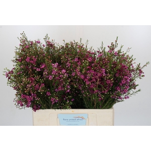 Chamelaucium Rotem