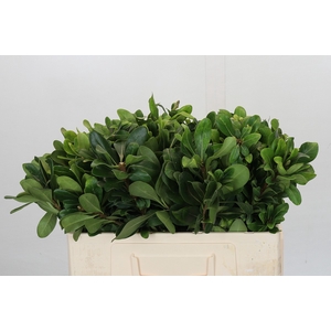 Pittosporum Ilan