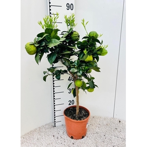 Citrus limetta Pursha-Lime on stem