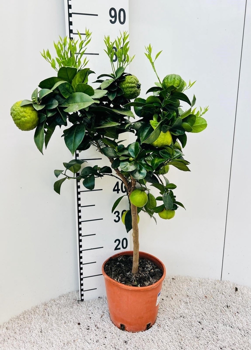 <h4>Citrus limetta Pursha-Lime on stem</h4>