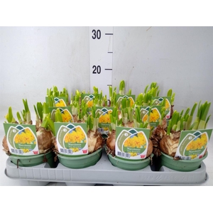 Narcissus DU 'Tete Boucle'