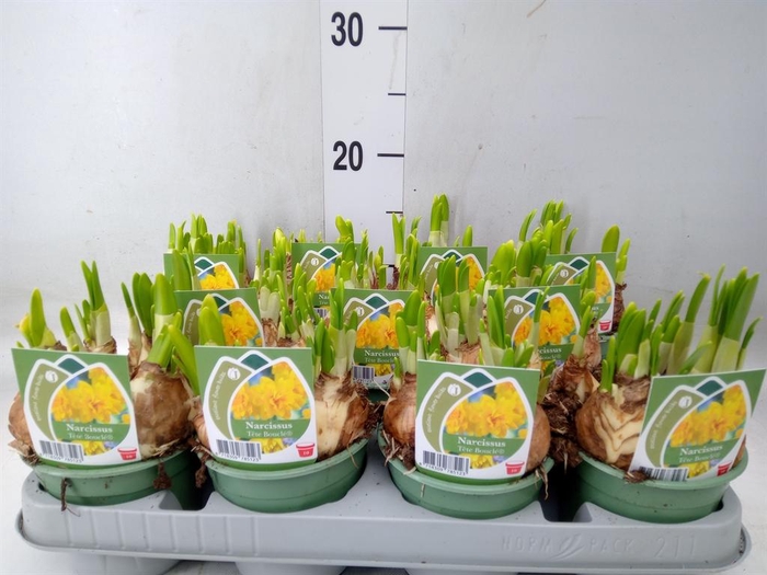 <h4>Narcissus DU 'Tete Boucle'</h4>