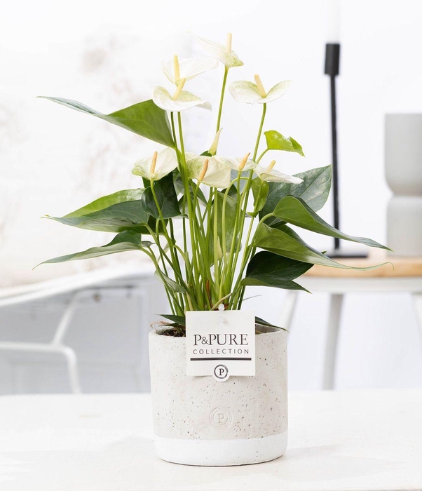 <h4>Anthurium white (Elido) in P&PURE Jade ceramics</h4>