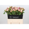 Paeonia lact. 'Duchesse de Nemour'