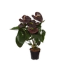 ANTHURIUM SEMPRE P17 PREMIUM