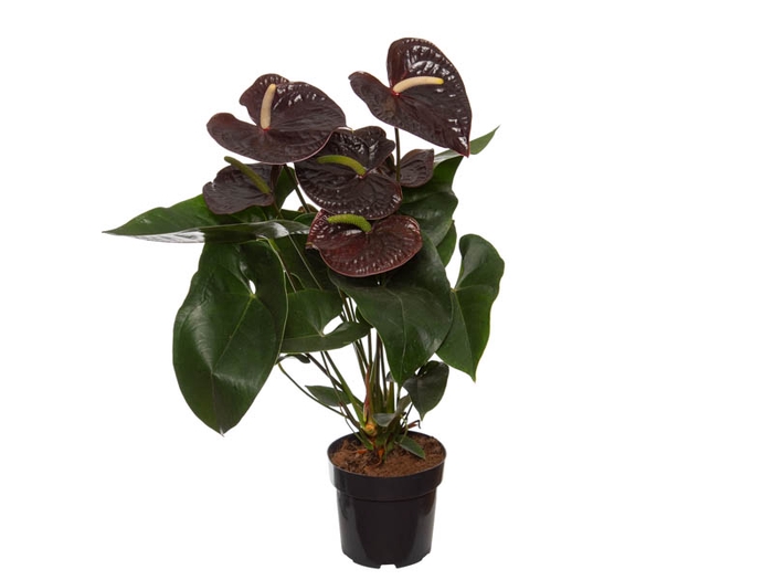 <h4>ANTHURIUM SEMPRE P17 PREMIUM</h4>