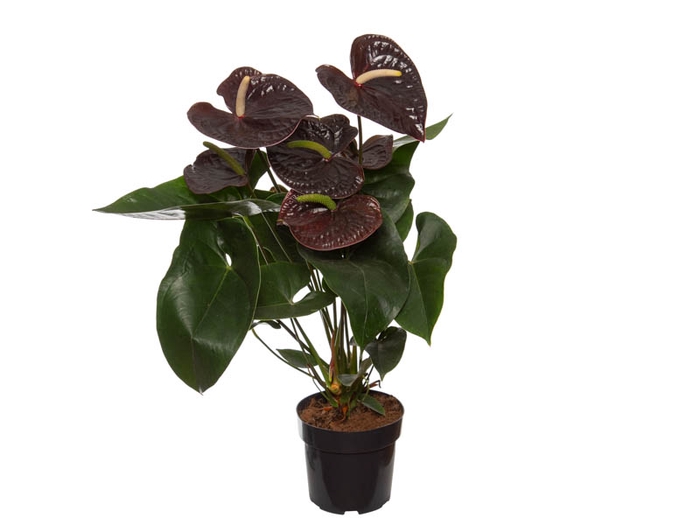ANTHURIUM SEMPRE P17 PREMIUM