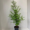 Metasequoia glyptostroboi