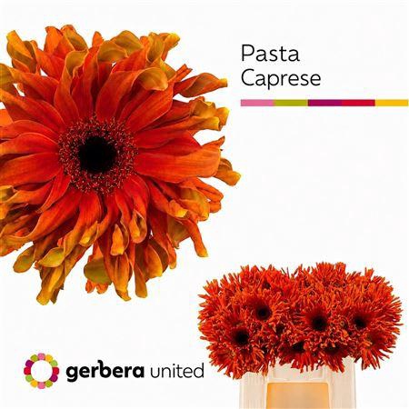 <h4>GE KV PASTA CAPRESE</h4>