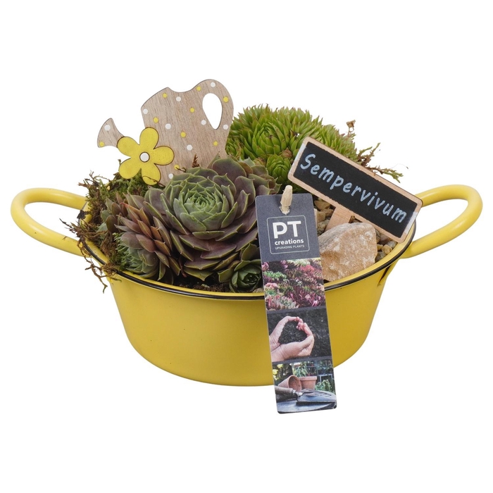 <h4>PTS7319 Arrangement Sempervivum in metalen schaal</h4>