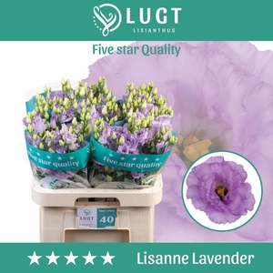 Lisianthus do lisanne deep lavender