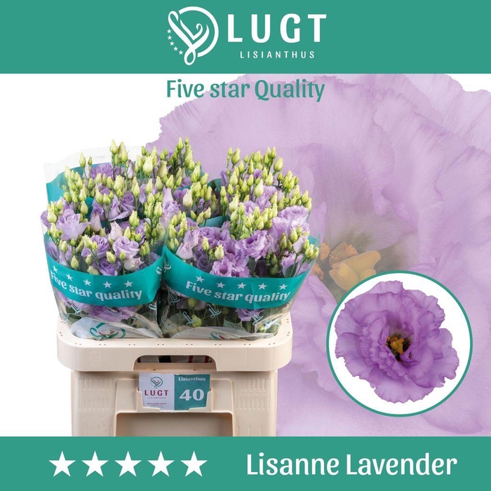 <h4>Lisianthus do lisanne deep lavender</h4>