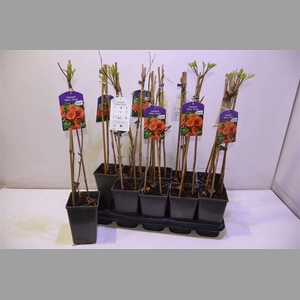 Camps Mdm Galen Peach