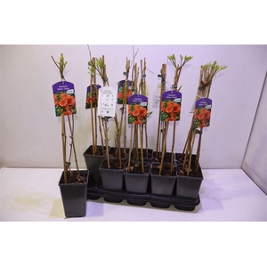 arr8 Camps Mdm Galen Peach