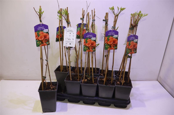 <h4>Camps Mdm Galen Peach</h4>