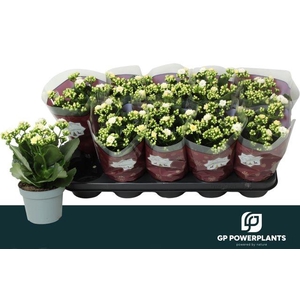 KALAN CALAN WHITE SIA P12