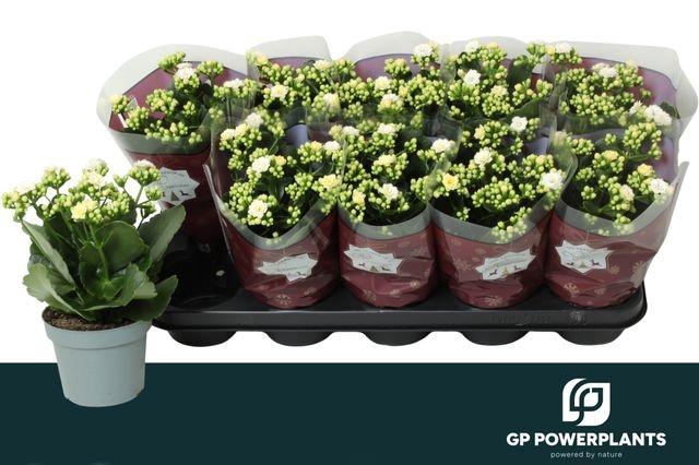 <h4>KALAN CALAN WHITE SIA P12</h4>