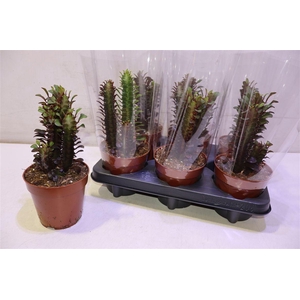 arr8 Euphor Trig Rubra