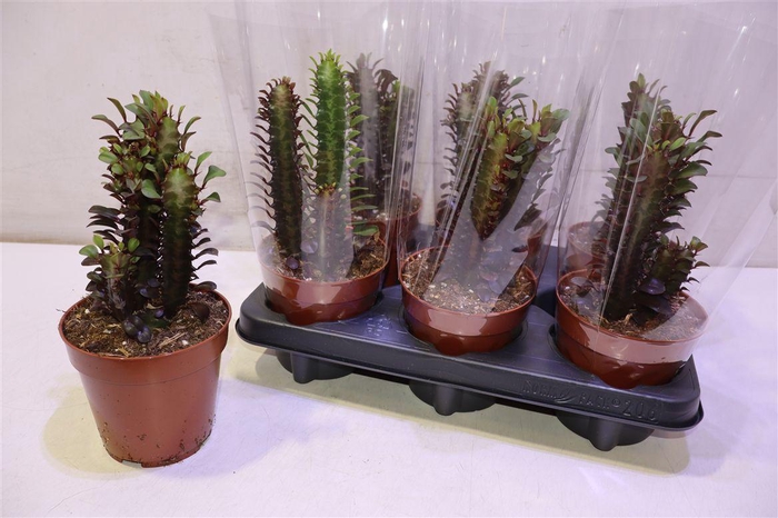 <h4>arr8 Euphor Trig Rubra</h4>