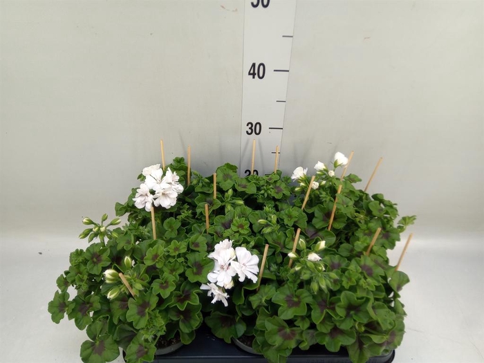 <h4>Pelargonium pelt.   ...</h4>