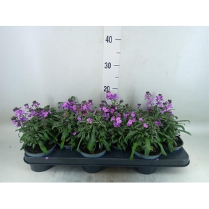 Erysimum cheiri