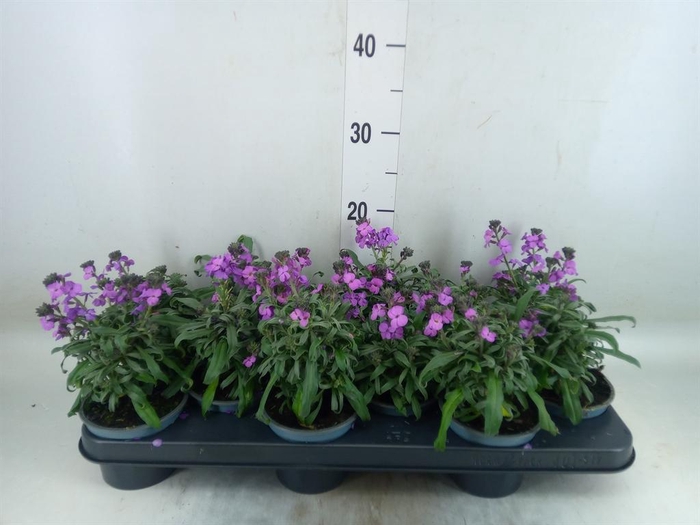 <h4>Erysimum cheiri</h4>