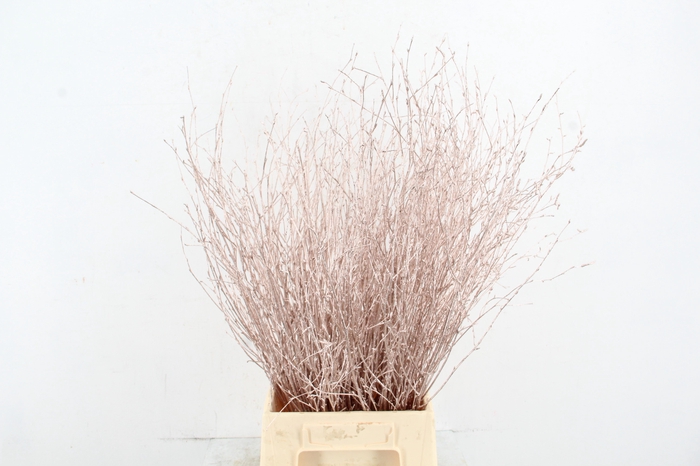 <h4>Betula Bs Paint Champagne FST</h4>