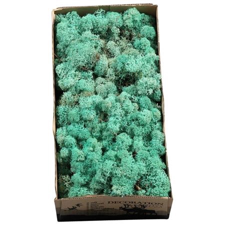 <h4>Ijslandmos (reindeer) Pacific Groen</h4>