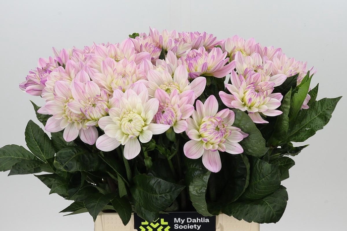 <h4>Dahlia Princess Kate</h4>