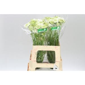 Scabiosa Atr F Scoop Whit