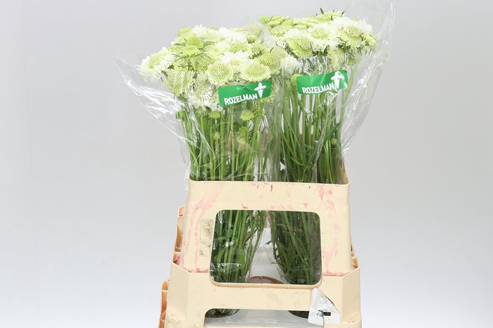 <h4>Scabiosa Atr F Scoop Whit</h4>