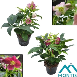 Helleborus Orientalis Mixkar 12 cm