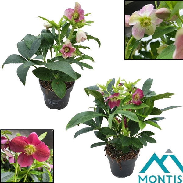 <h4>Helleborus Orientalis mix 12 cm</h4>