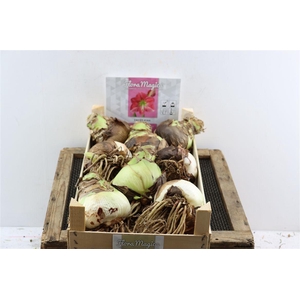 Bloembol Hipp Sweet Pink