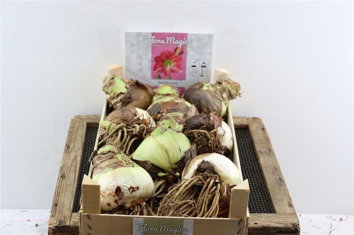 <h4>Bloembol Hipp Sweet Pink</h4>