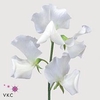 Lathyrus od white