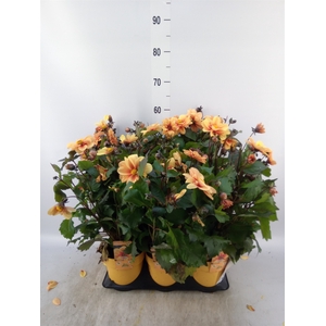 Dahlia  'Mignon'