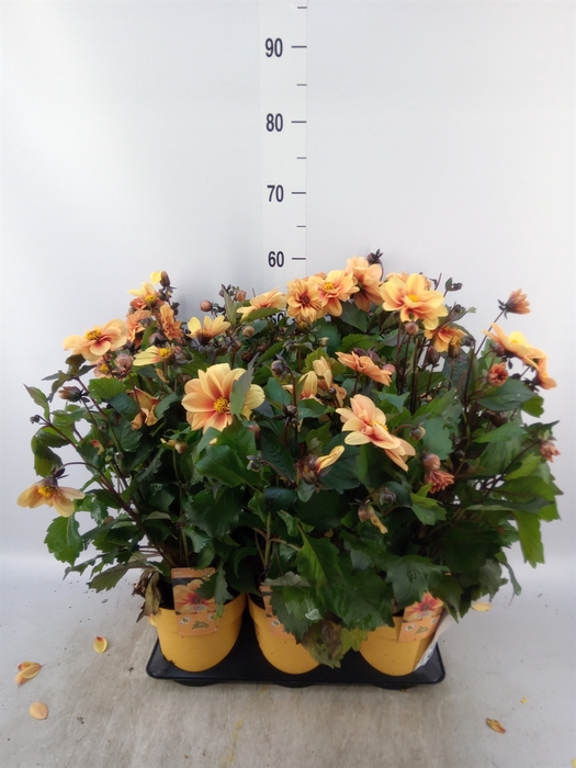 <h4>Dahlia  'Mignon'</h4>