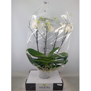 Phalaenopsis   ...white