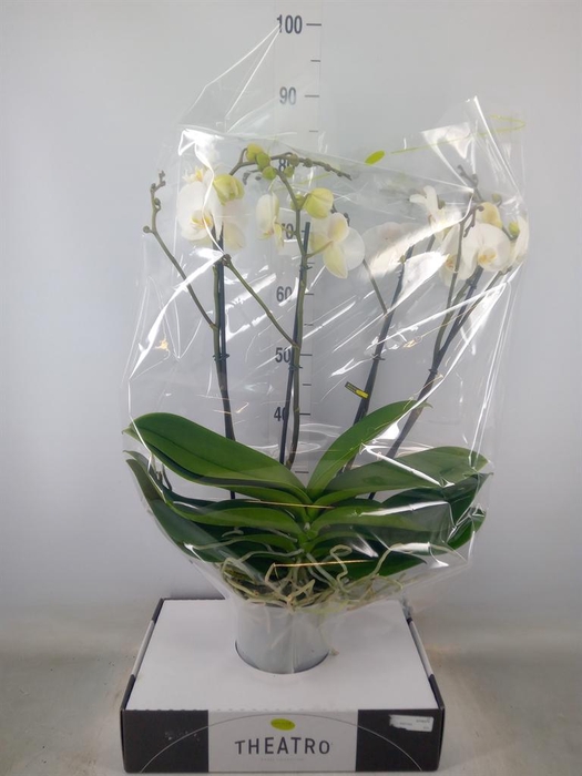 <h4>Phalaenopsis   ...white</h4>