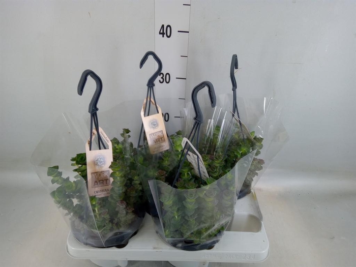 <h4>Crassula   ...</h4>