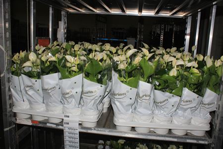 <h4>Anthu An White Champ 5-6+</h4>