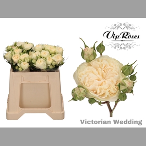 R TR VICTOR WEDDING+