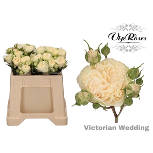 R TR VICTOR WEDDING+