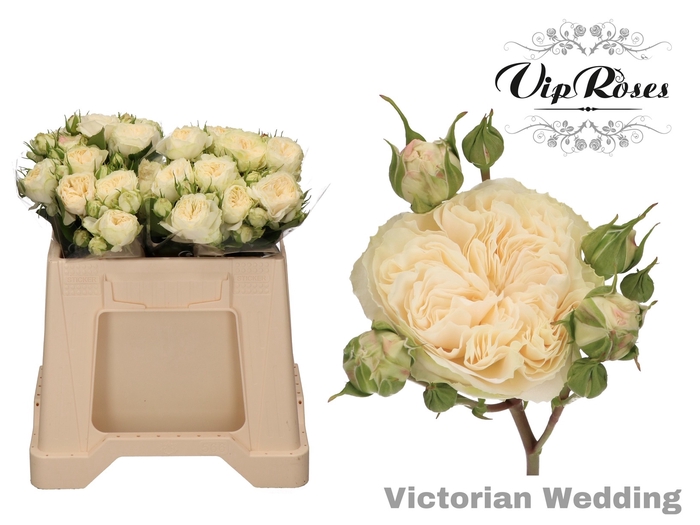 <h4>R TR VICTOR WEDDING+</h4>