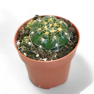 Gymnocalycium Denudatum