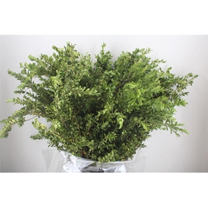 Buxus Green P Bunch
