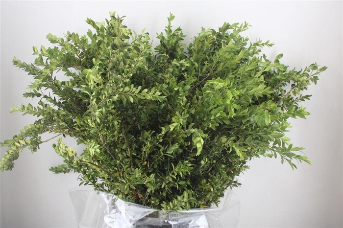 <h4>Buxus Green P Bunch</h4>