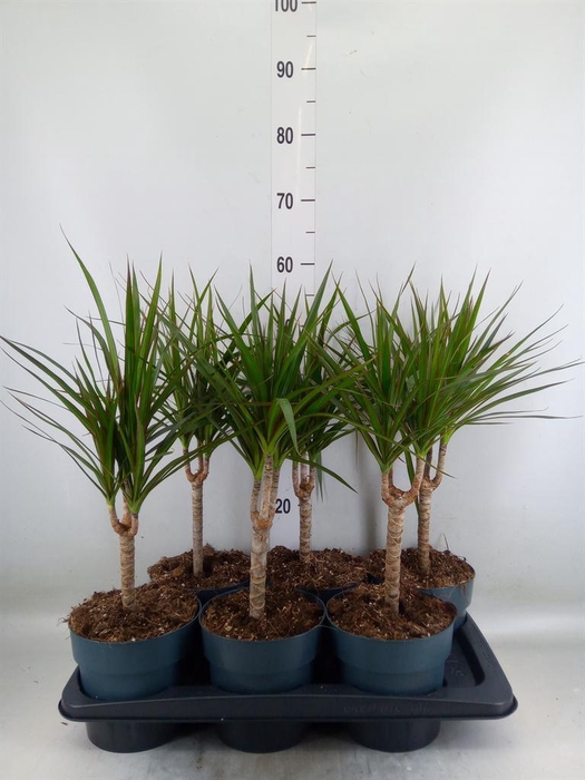 <h4>Dracaena marg.</h4>